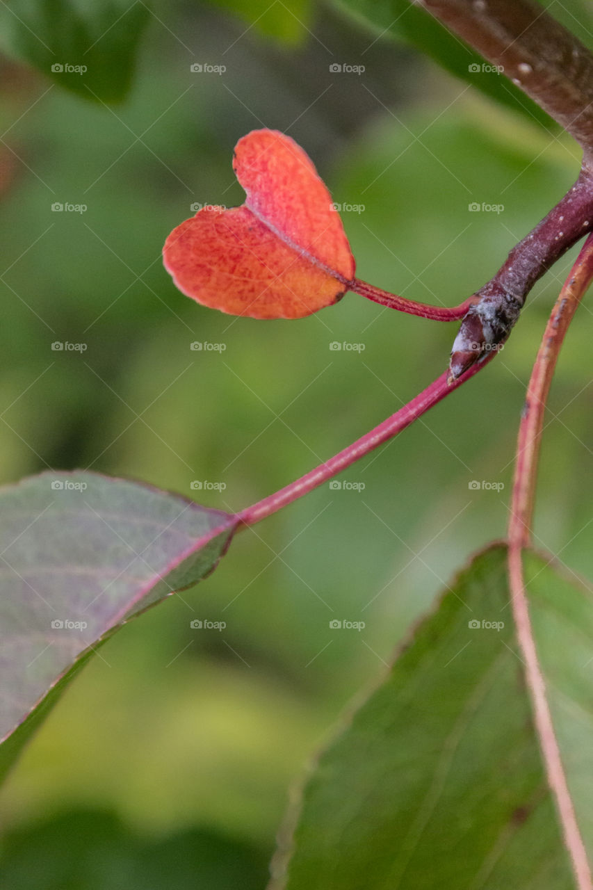 Autumn heart shaped red leaf. 