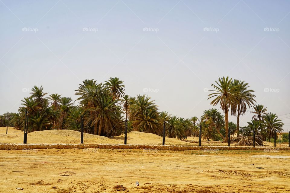 a Bedouin camp in the desert of Sinai mountain of Egypt, with some dates palm trees
