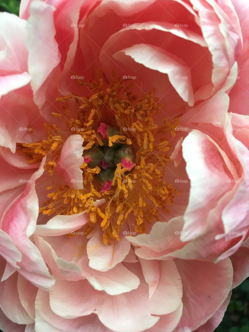 Peony macro