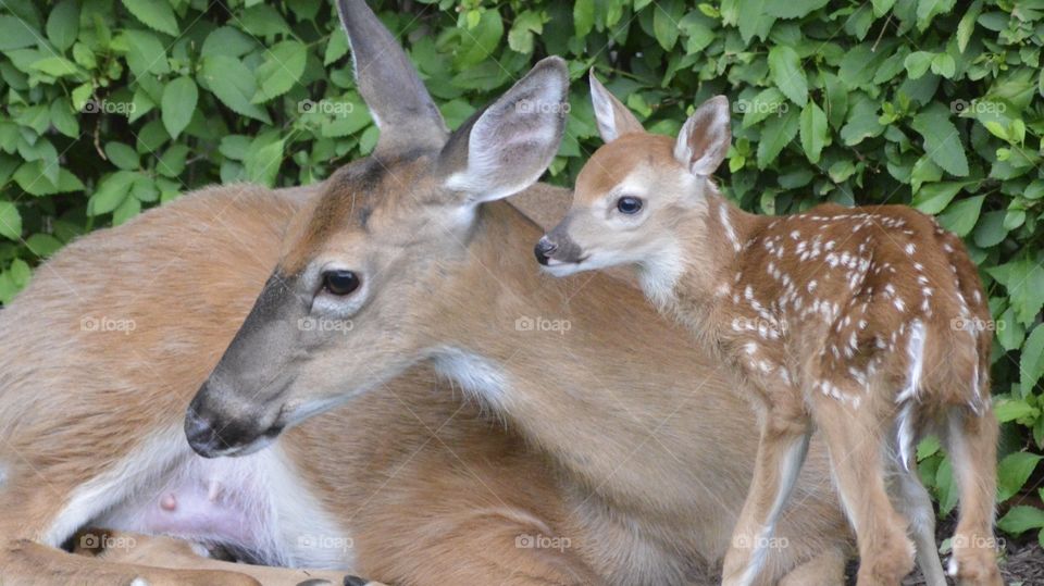 Doe with her fawn