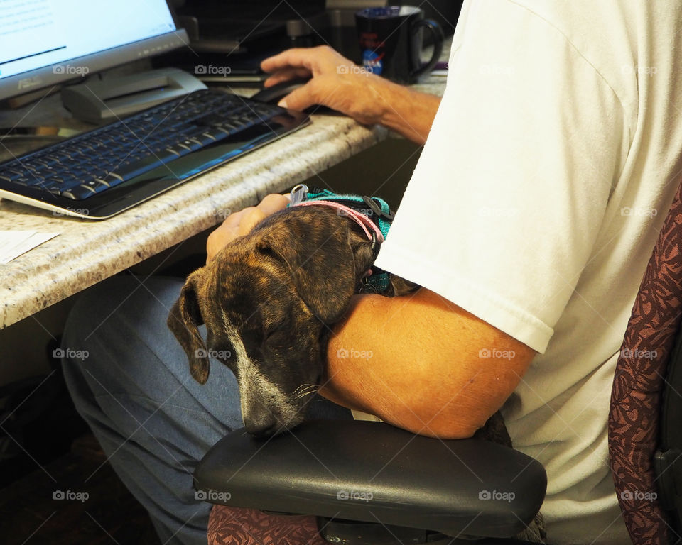 Computer work with sleeping puppy in lap