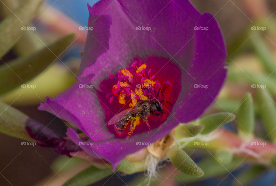 wasp pollinating purple flower