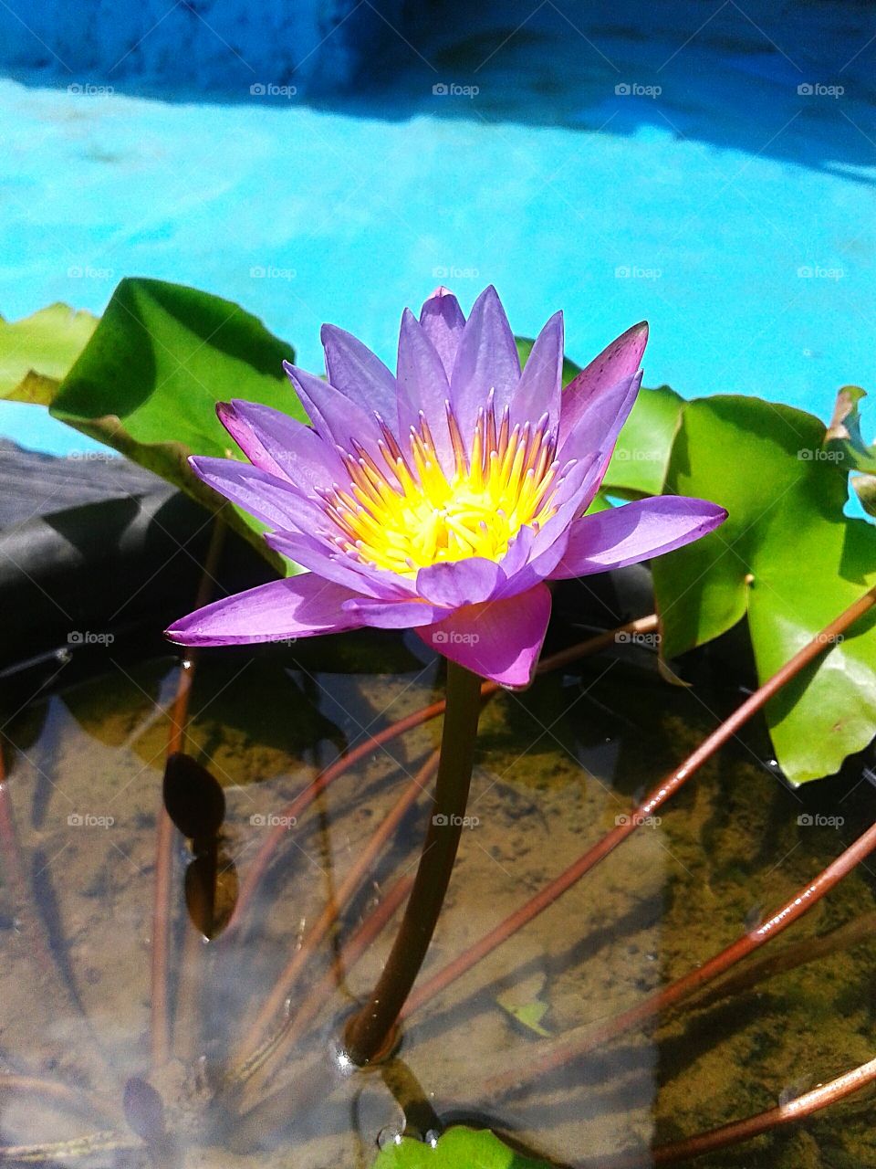 beautiful lotus