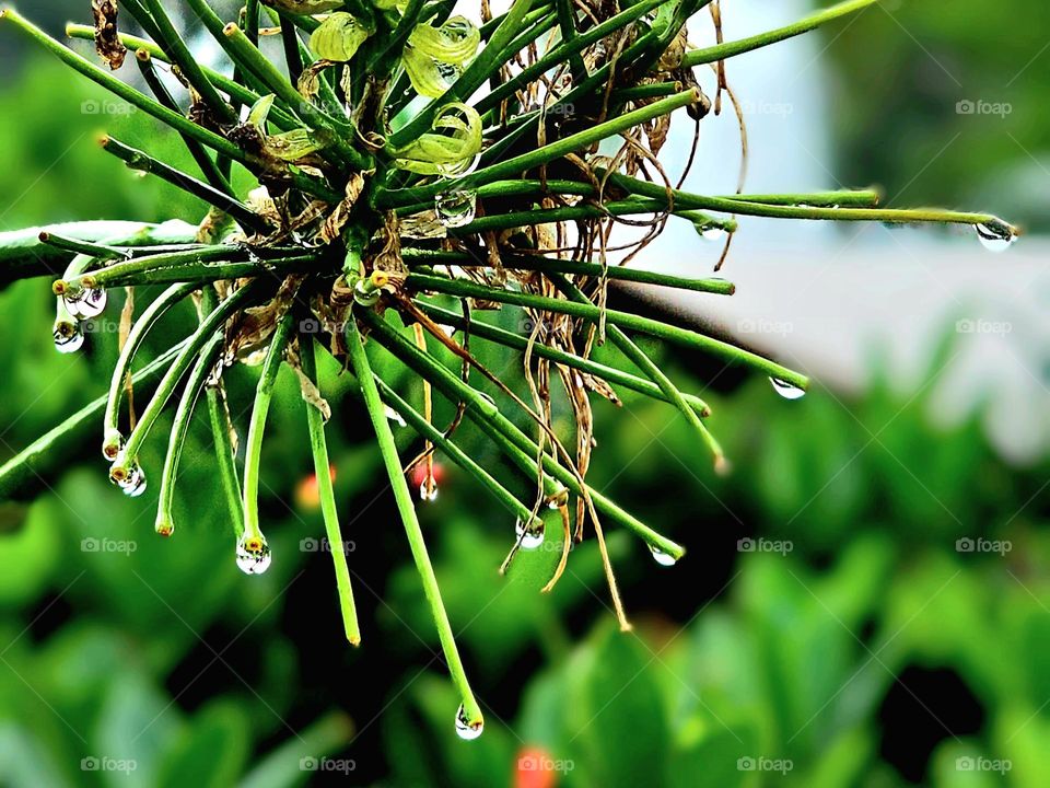 natural plants after the rain