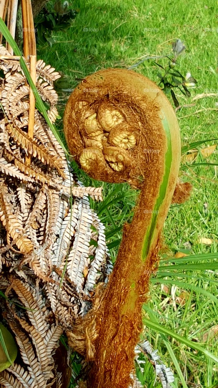 Jurassic giant fern