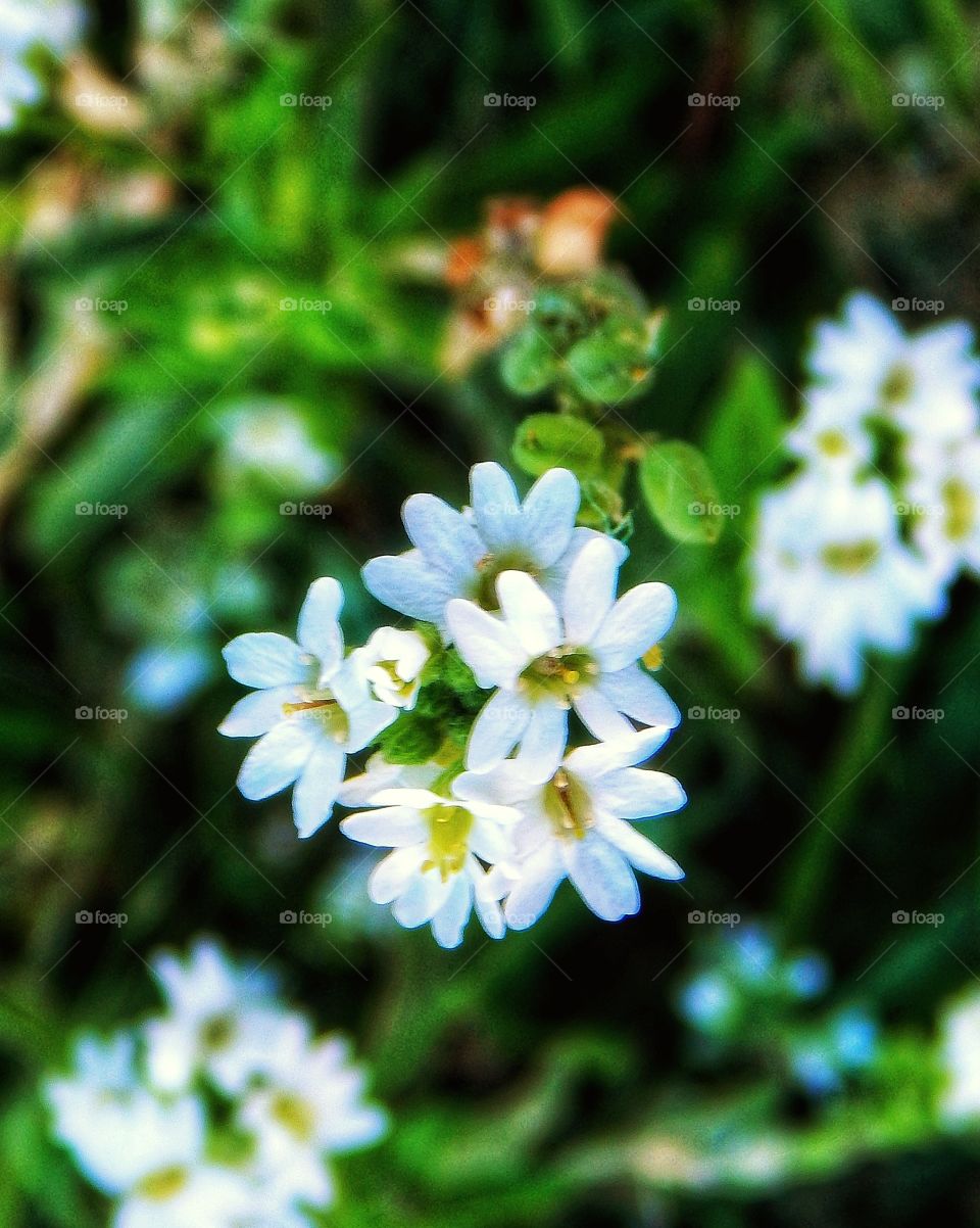 tiny white flowers in my yard