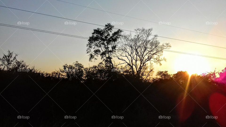 Landscape, Tree, Dawn, Sun, Sunset