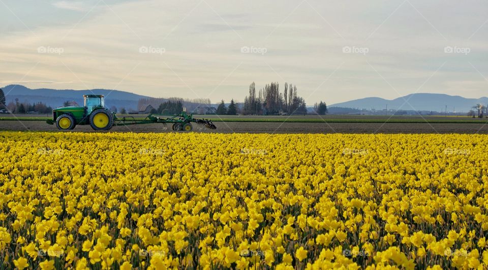 Daffodil Time