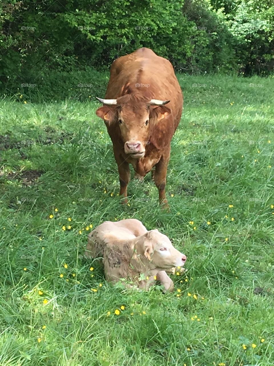 Cow and baby in fields