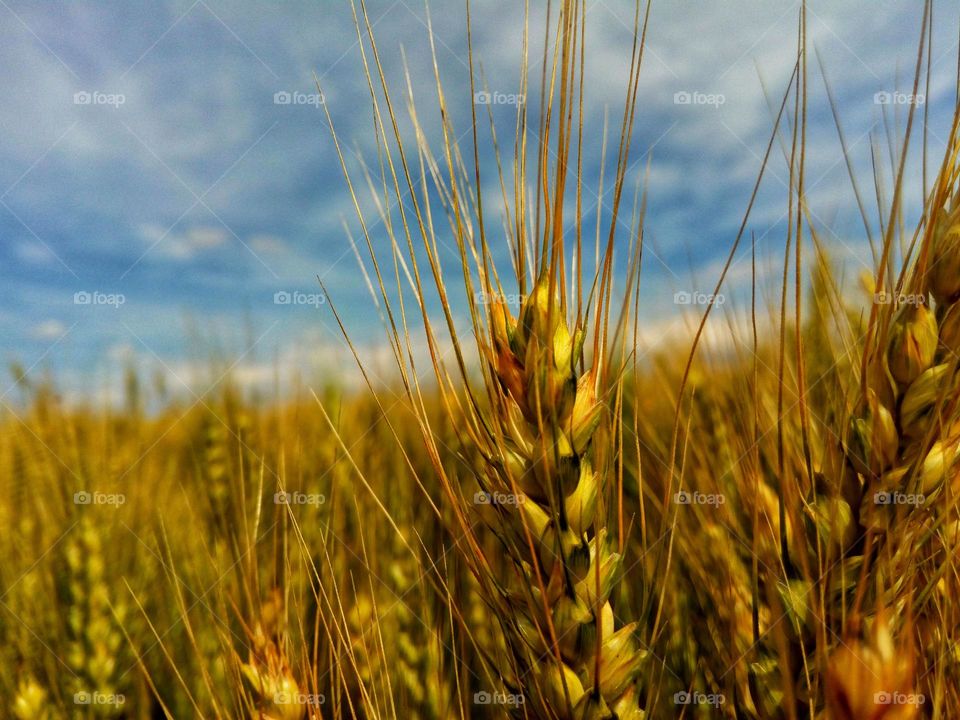 A beautiful photo of a rape wheat plant in a field in Bulgaria