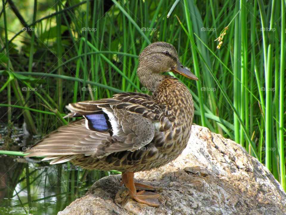 Duck on Rock