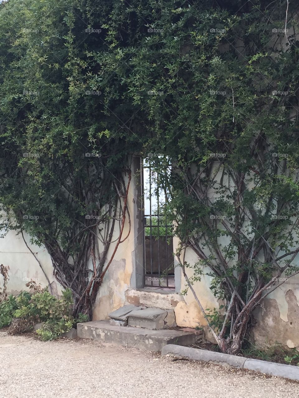 An old door in a garden wall, overgrown with greenery. The door is made of bars and can be seen through. It is closed.