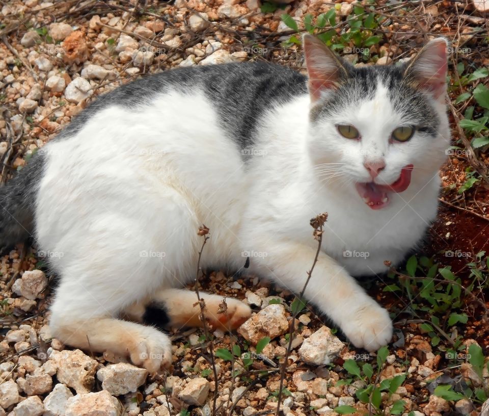 Cat Cleaning Its Mouth