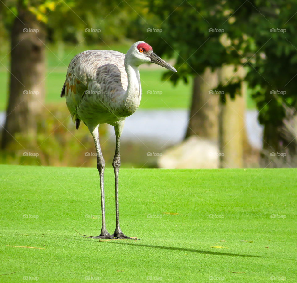 Sandhill Crane on the 6th Green