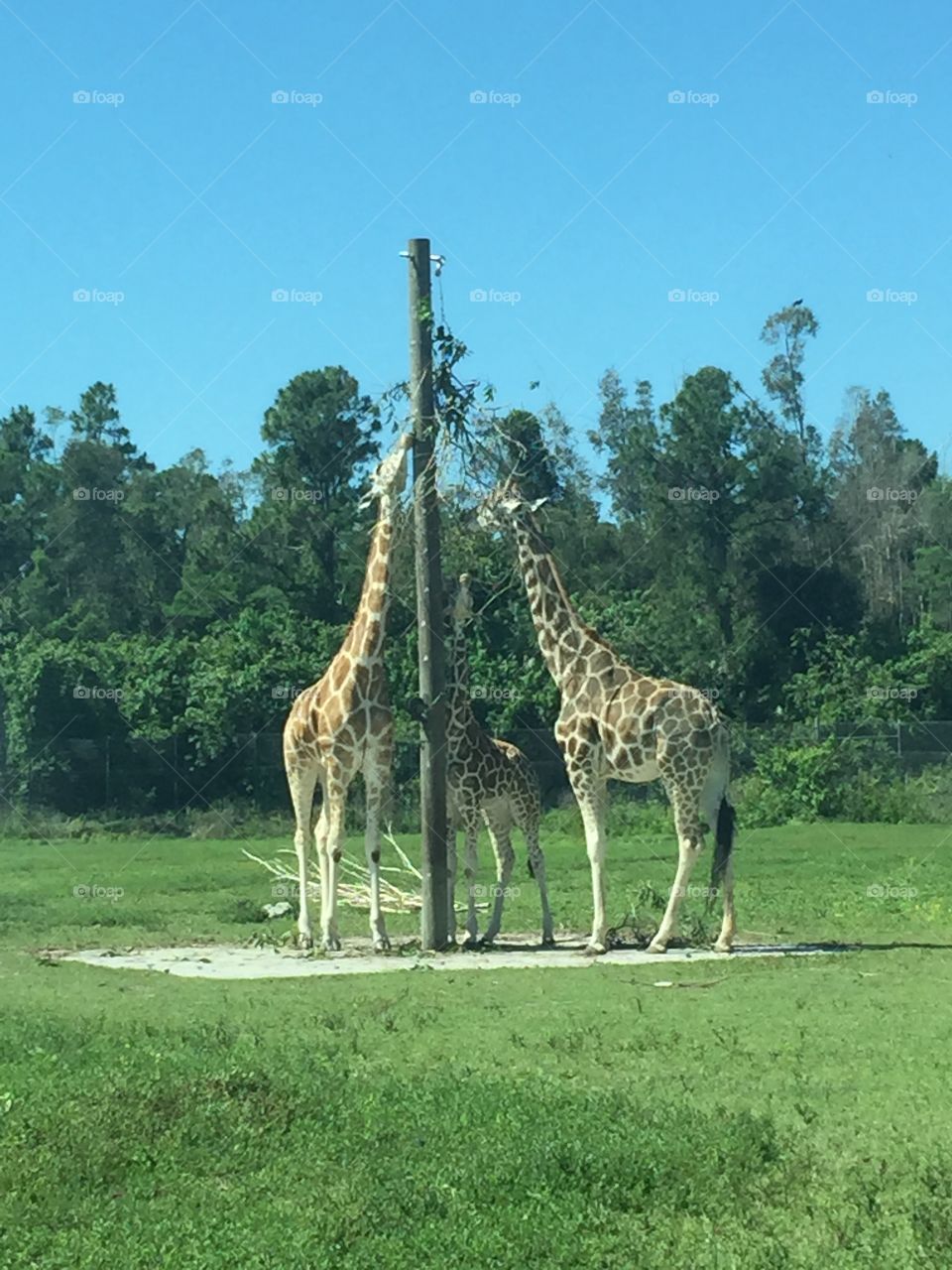 Three giraffes reaching up high to get food