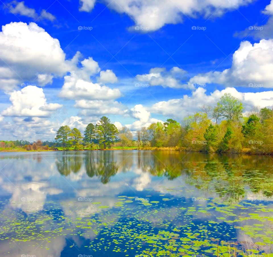 Pond view