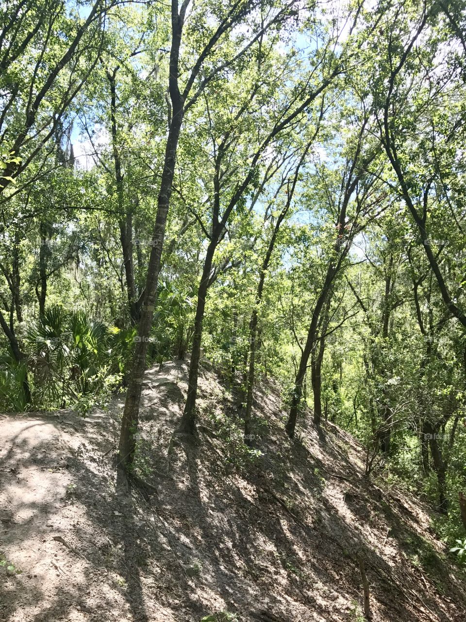 Trees on a hill in line
