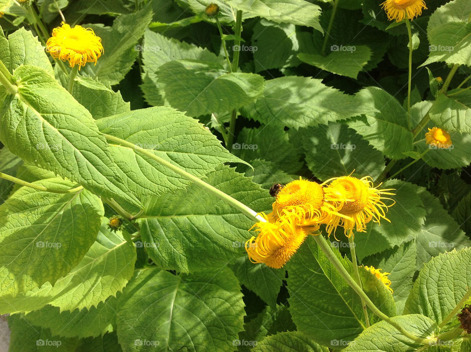 flowers leaves bee by lexlebeur