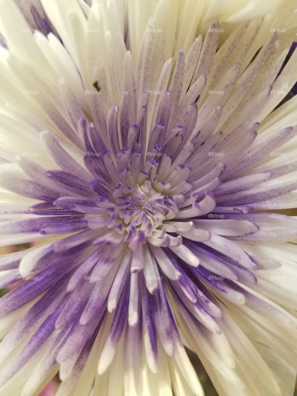 burst of purple flower