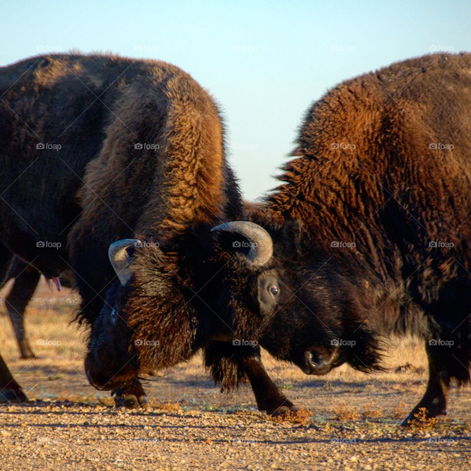 Two bison fight for dominance during the autumn rut on the high plains of the Midwest.