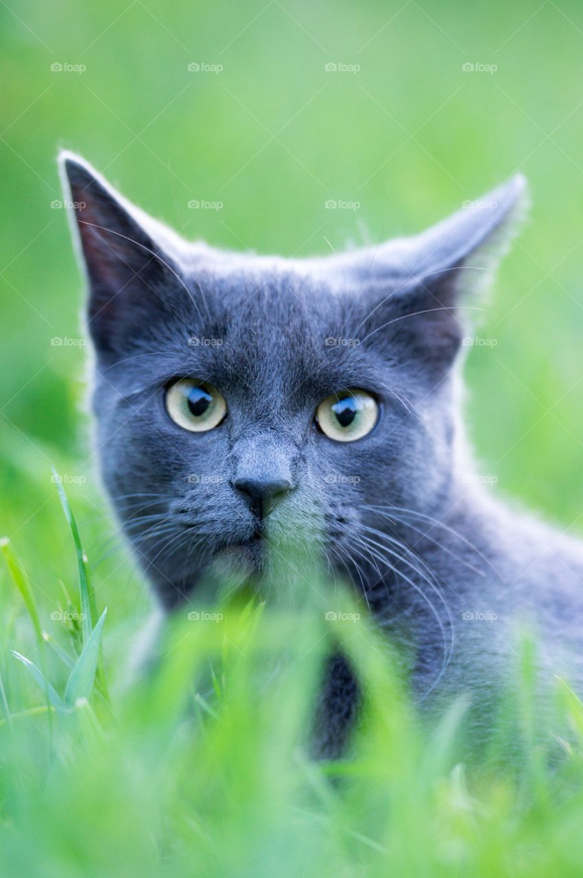 Russian cat on green grass