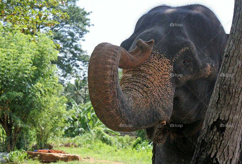 Sri Lankan Wild Elephant..
