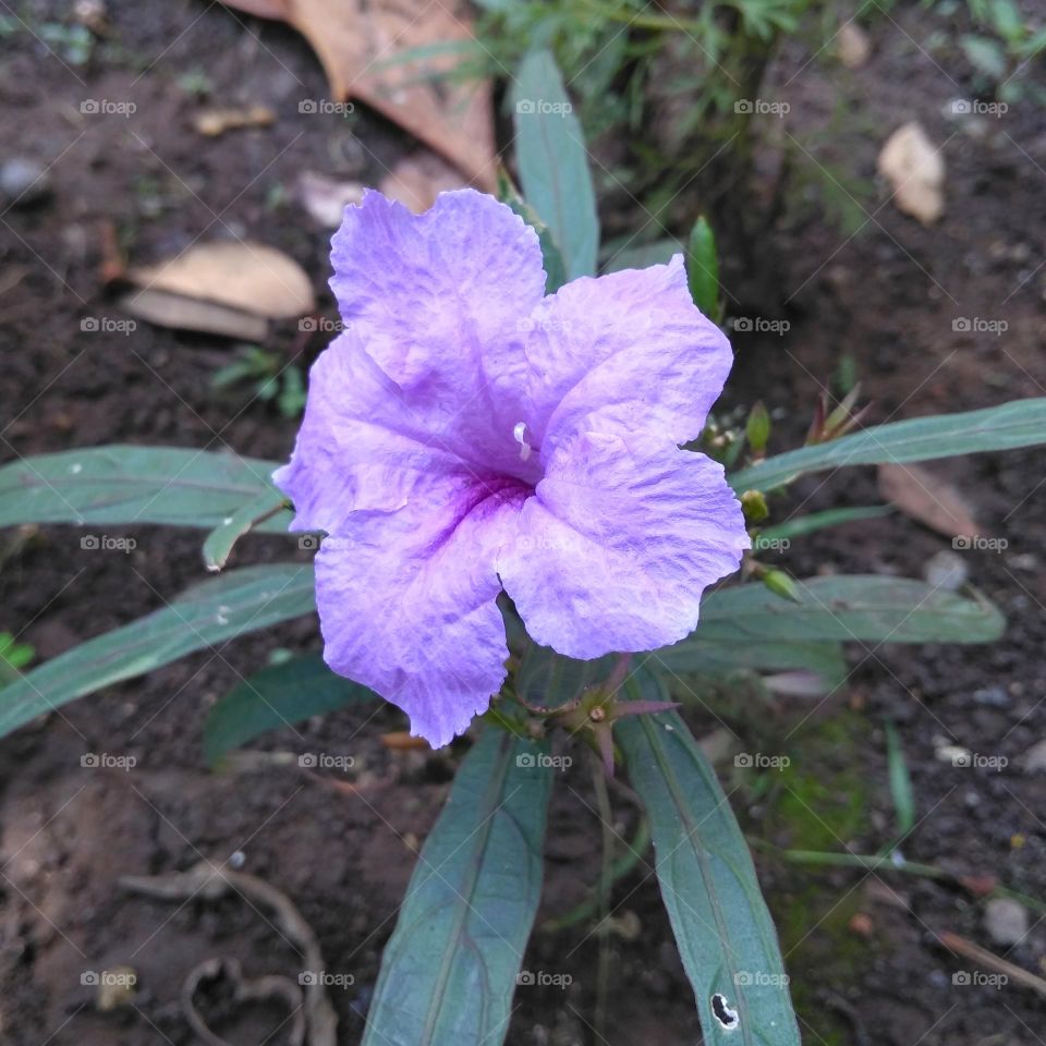 Purple flower on the park