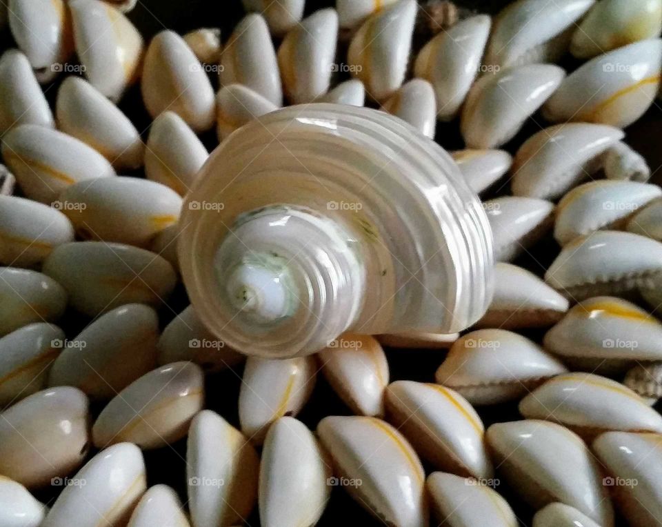 Seashells from Hawaii