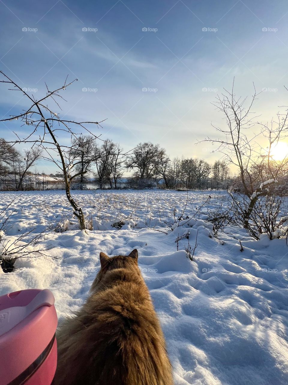 Fluffy big fat admires at the middle of snowy village with golden sunset and silver river