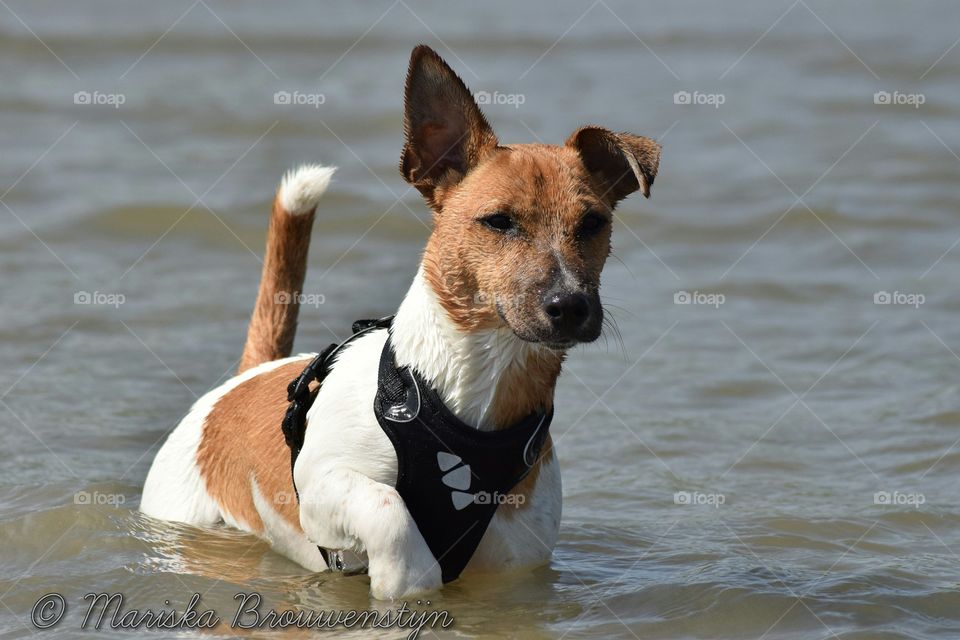 My 8 months old Jack Russel first time in the sea.