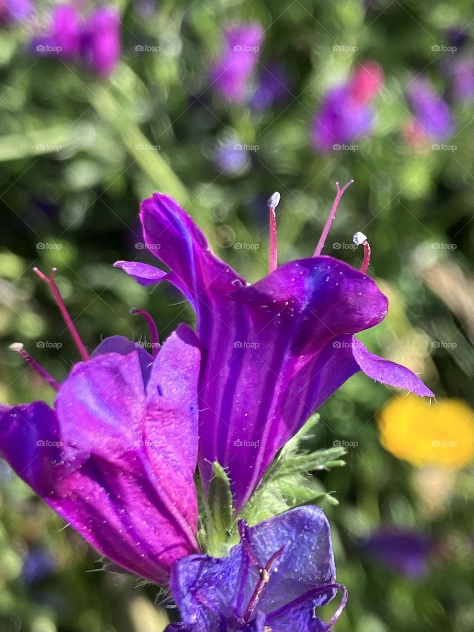 Springtime wildflowers 