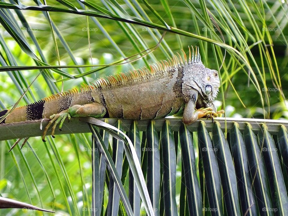Iguana on a palm
