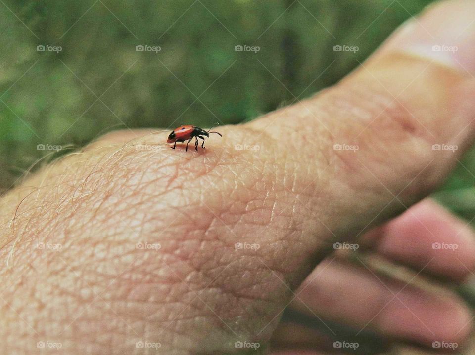 Lady bug on my hand
