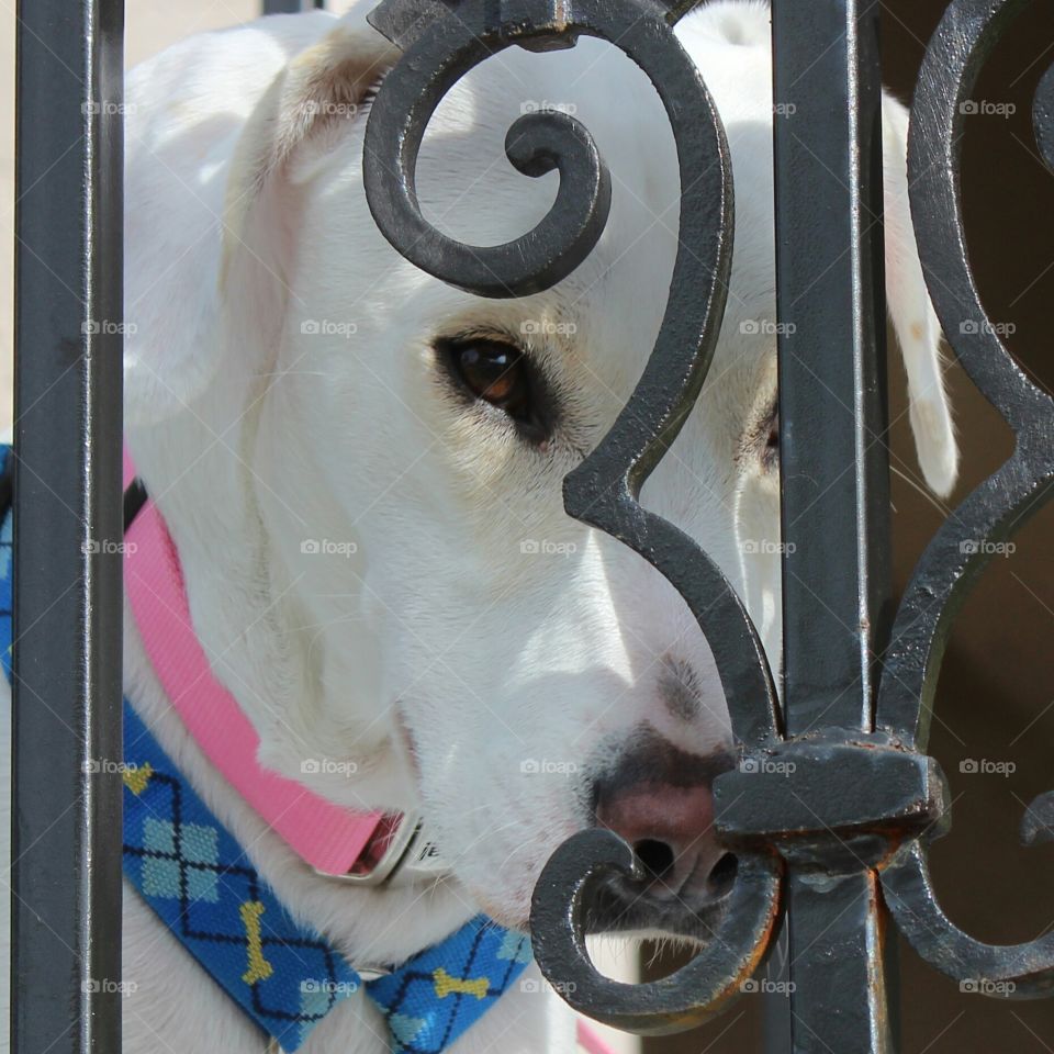 wrought Iron Peek a Boo