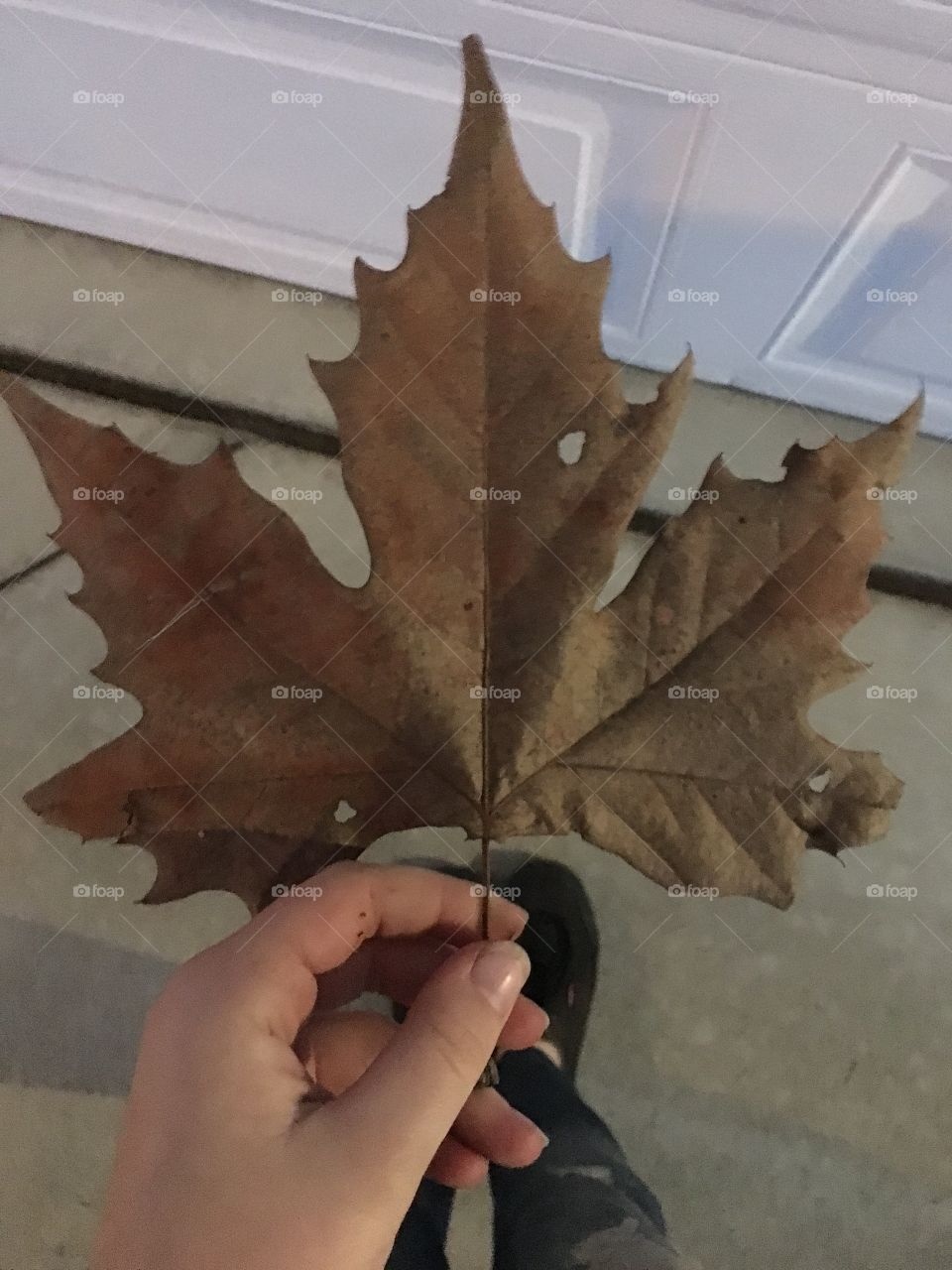 beautiful big leaf in the fall