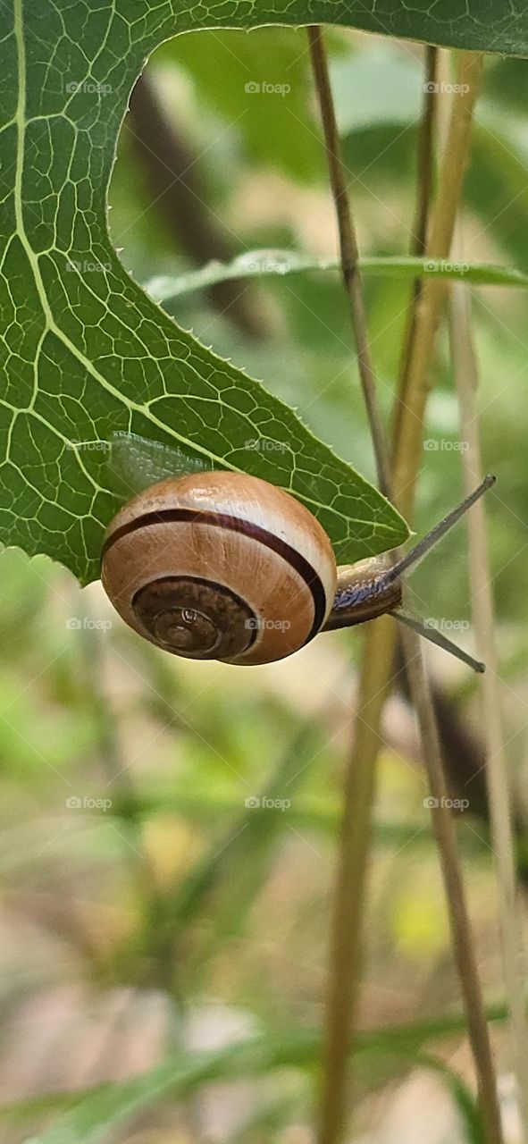 Schnecke
