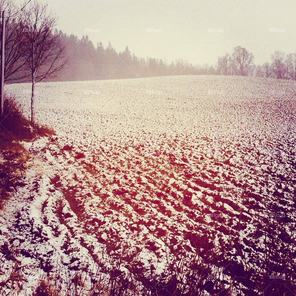 Pudersnö på åkern