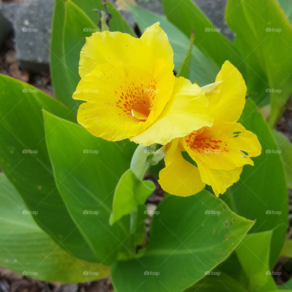 yellow flower p