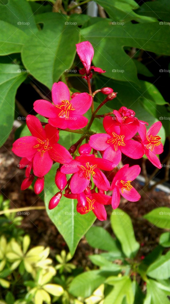 Nature, Leaf, Flora, Garden, Flower