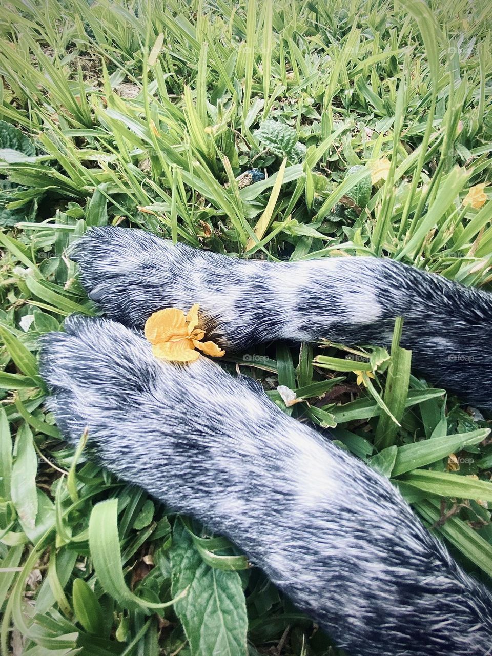 I love these little paws