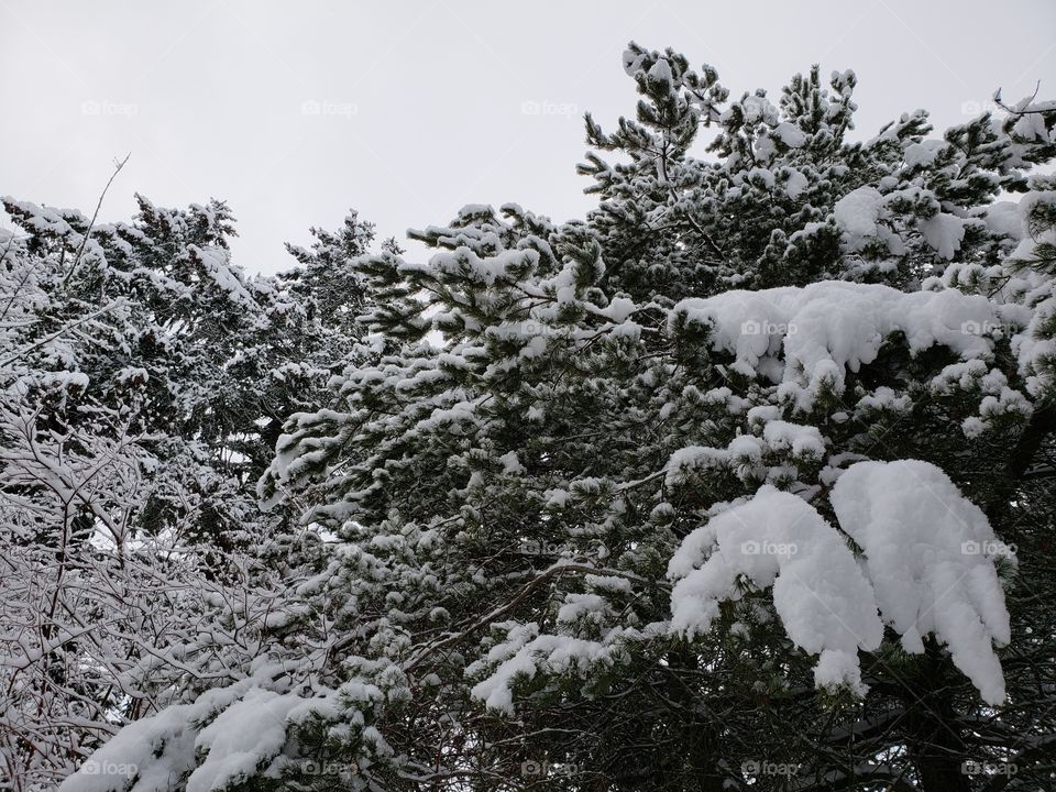 Trees in Snow