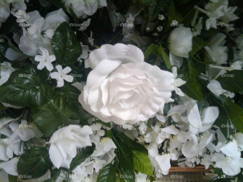 Gardenia