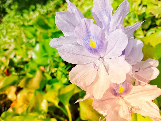 Beautiful Flower
