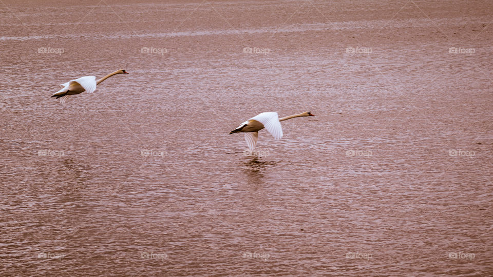 Couple of swans