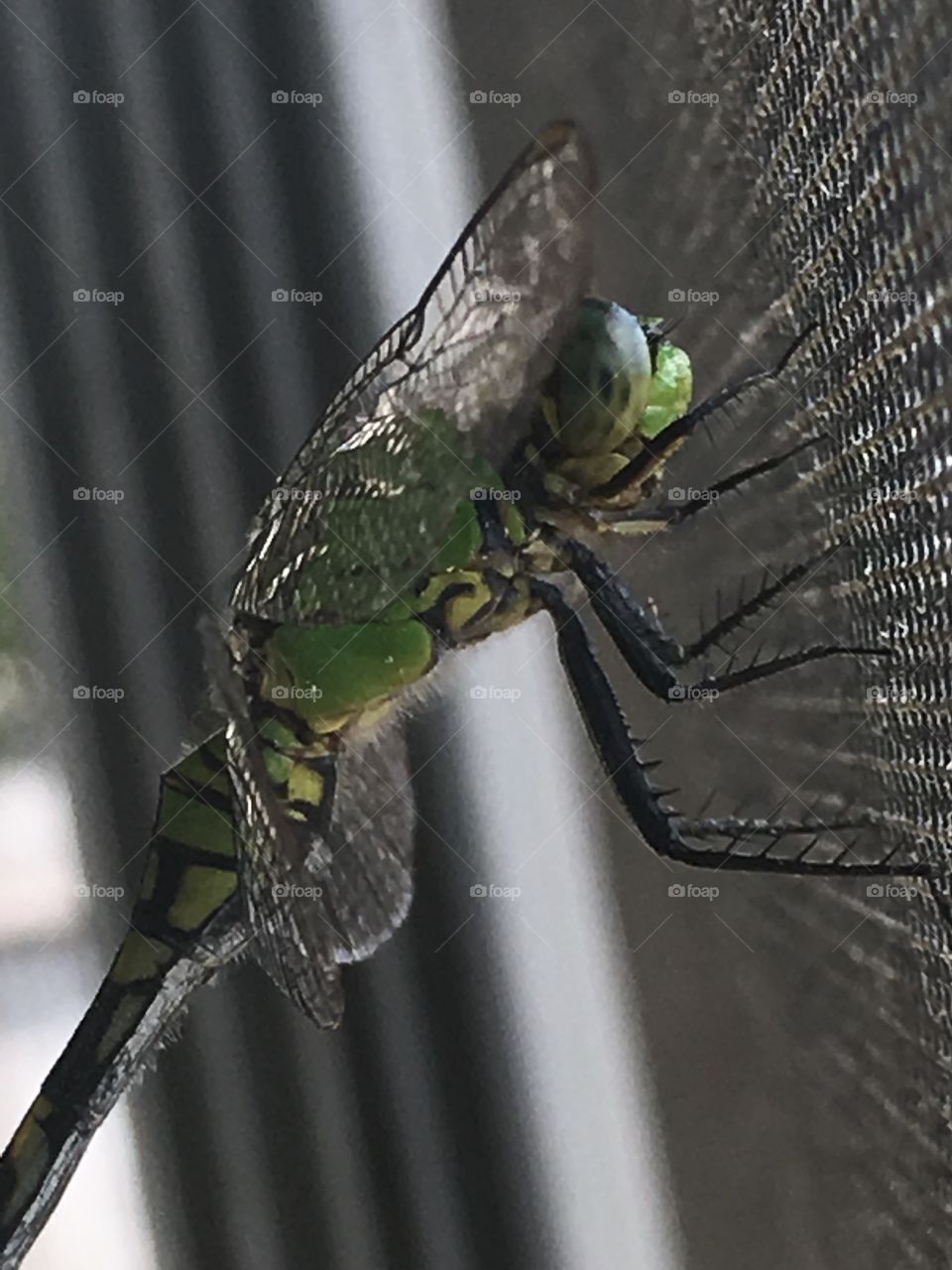 Up close with a dragonfly 