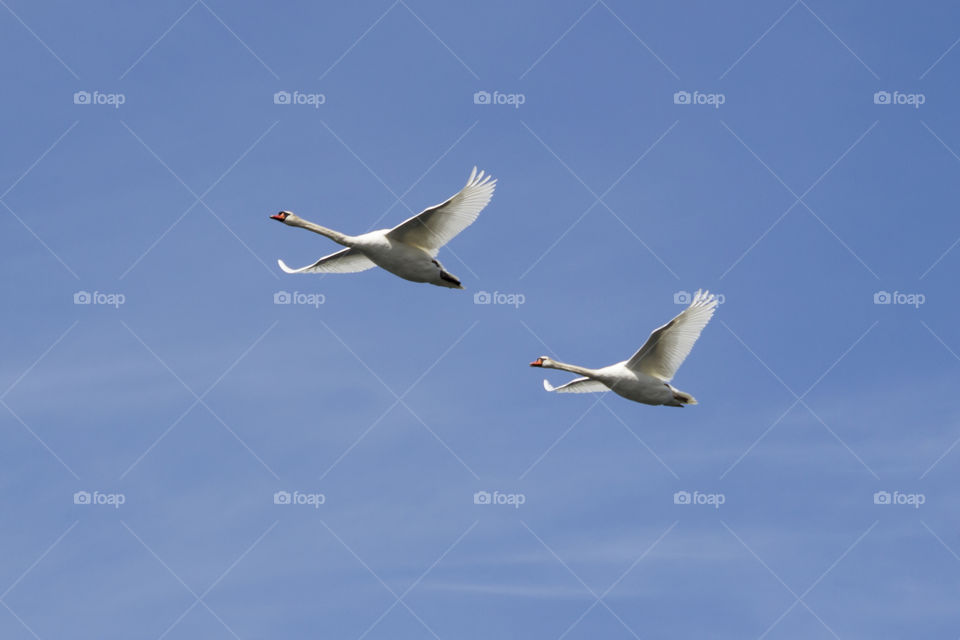 A couple of swans flying symmetric in the blue sky 