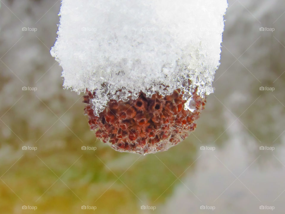 snow topped wild flower