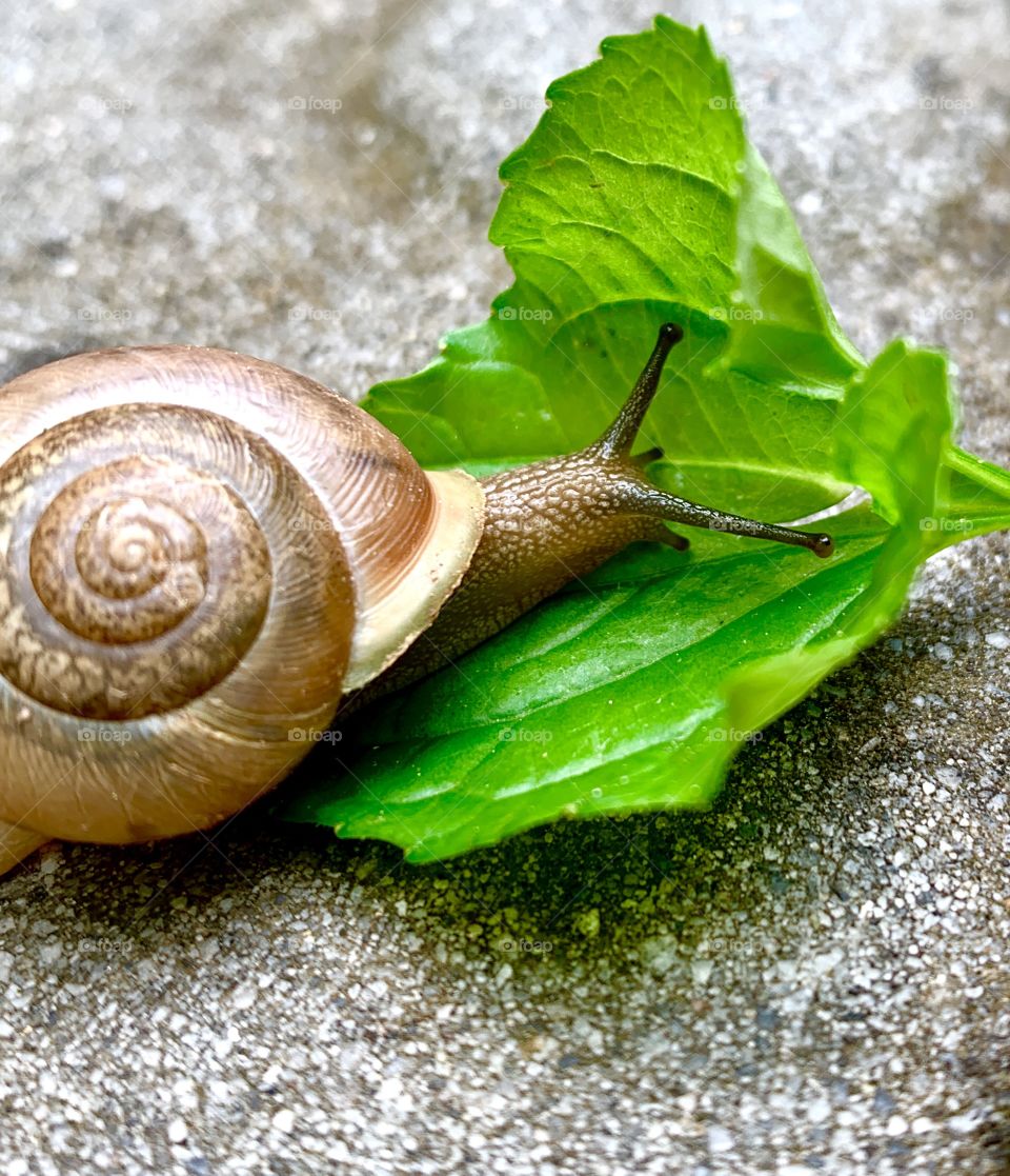 The unsung hero of the garden, a snail