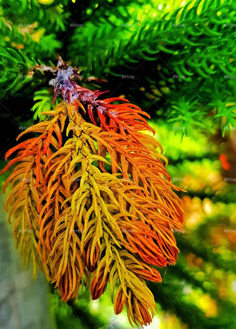 Autumn sets in and the trees start to loose branches and as they die they change to beautiful colors.