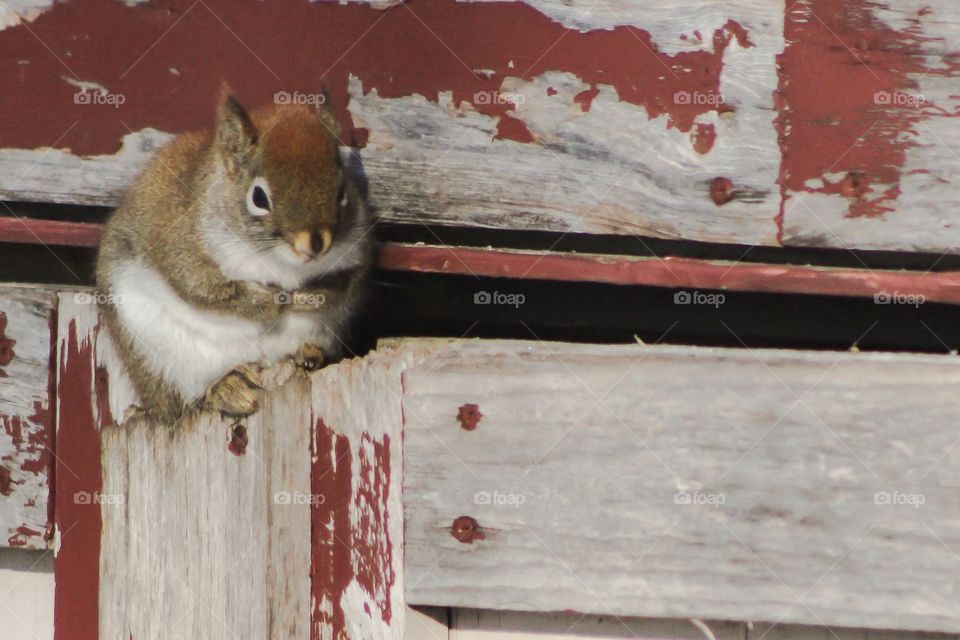 Red Squirrel 